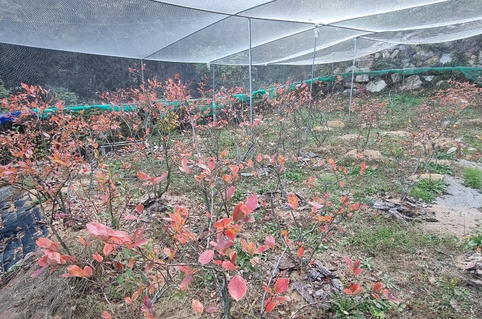 제시외수목 기호