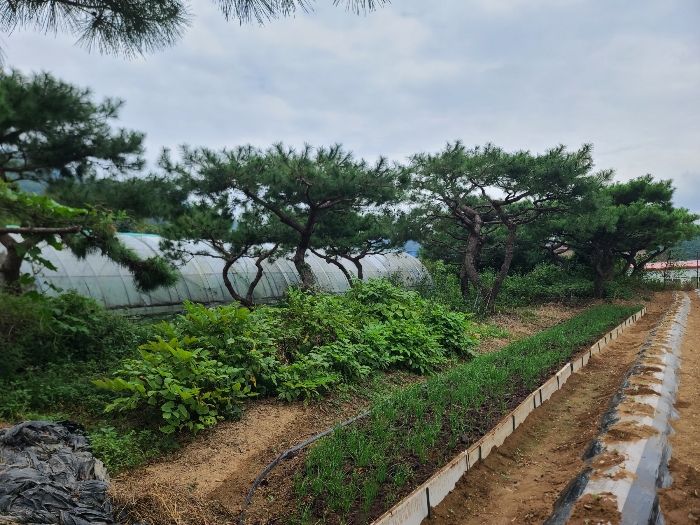 제시외 수목(기호(1) 지상)