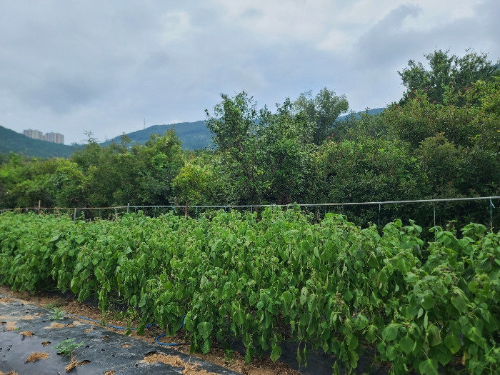 제시외 수목(기호(2) 지상)