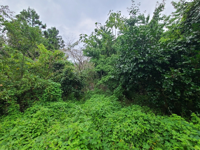 제시외 수목(기호(4) 지상)