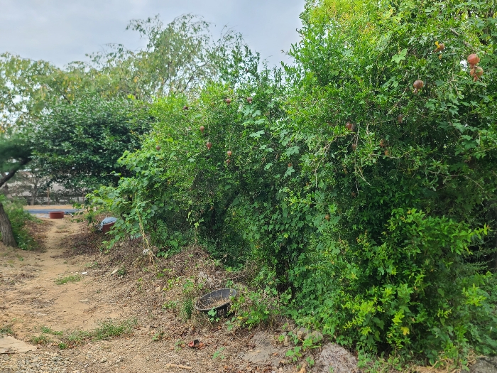 제시외 수목(기호(6) 지상)