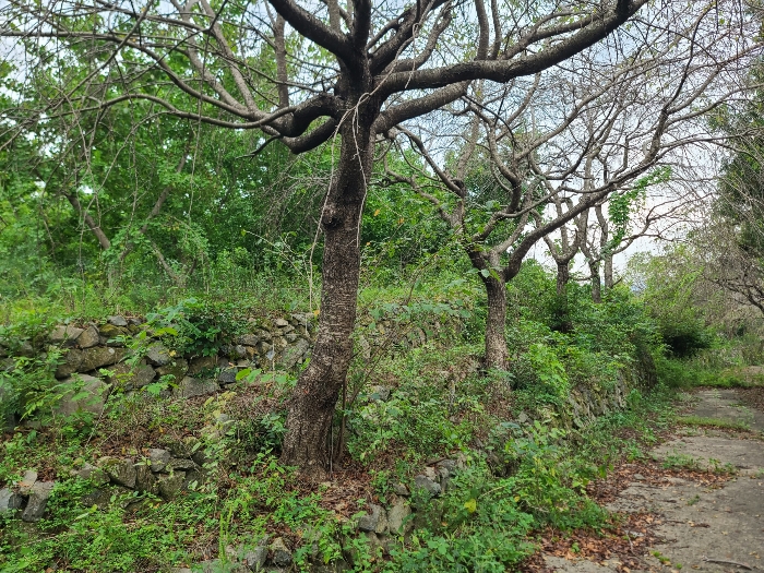 제시외 수목(기호(5) 지상)