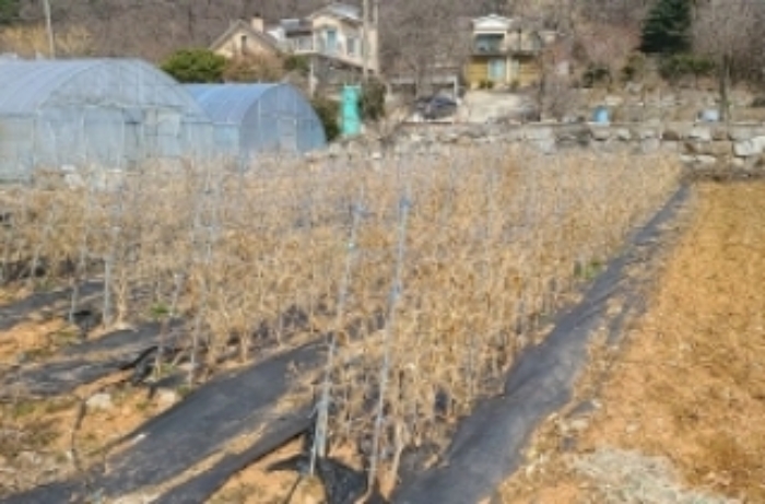 목록 5 전(제시 외 비닐하우스 2동)