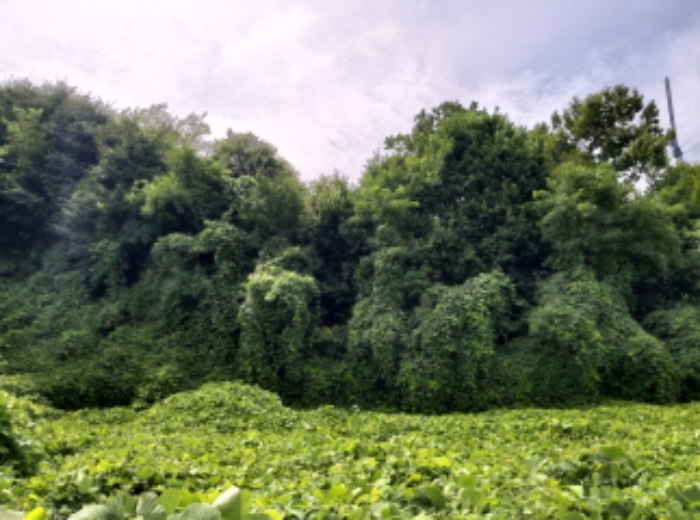 * 본건 목적물2. 전경