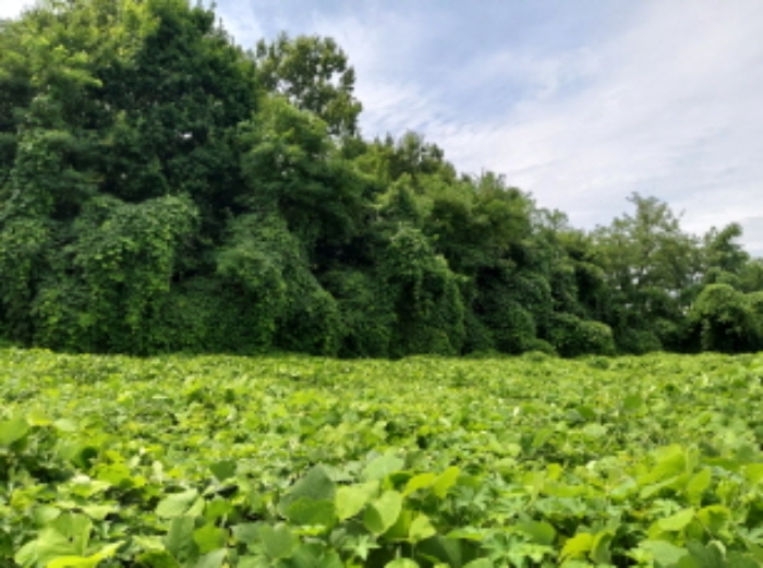 * 본건 목적물2. 전경