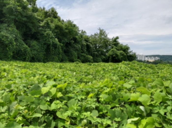 * 본건 목적물2. 전경