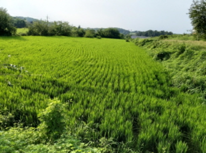 * 본건 목적물 전경