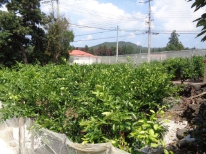 소재지1(색달동 1977-4) 전경 사진