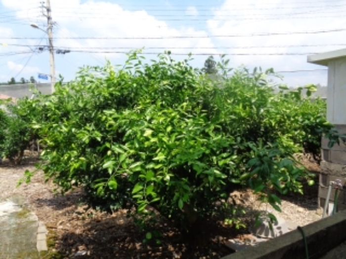 소재지1(색달동 1977-4) 전경 사진