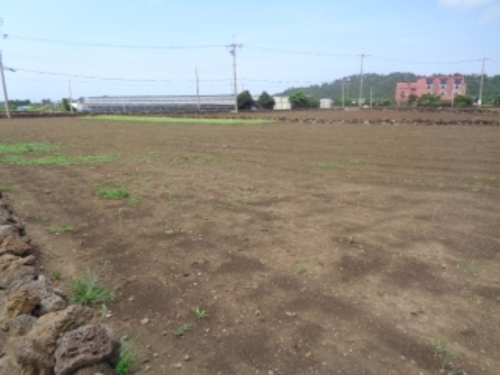 본건(사계리 3227-4) 소재지 전경 사진