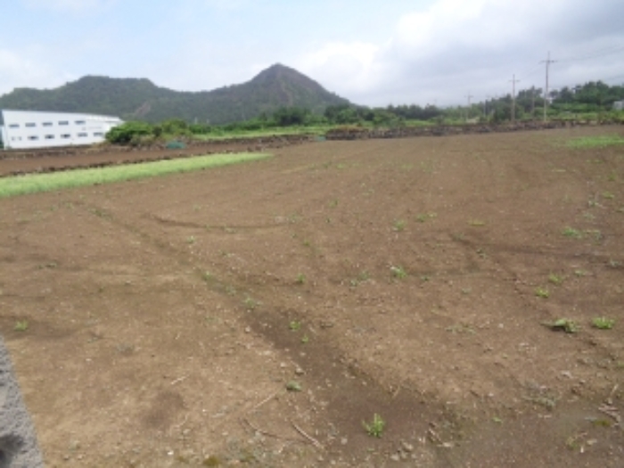 본건(사계리 3227-4) 소재지 전경 사진