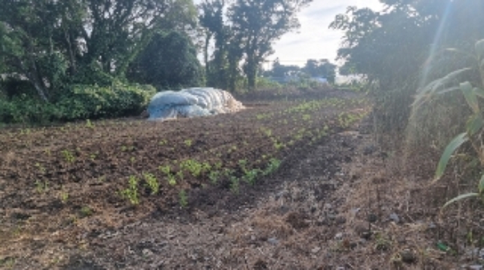 소재지2(성읍리 682-1) 전경3