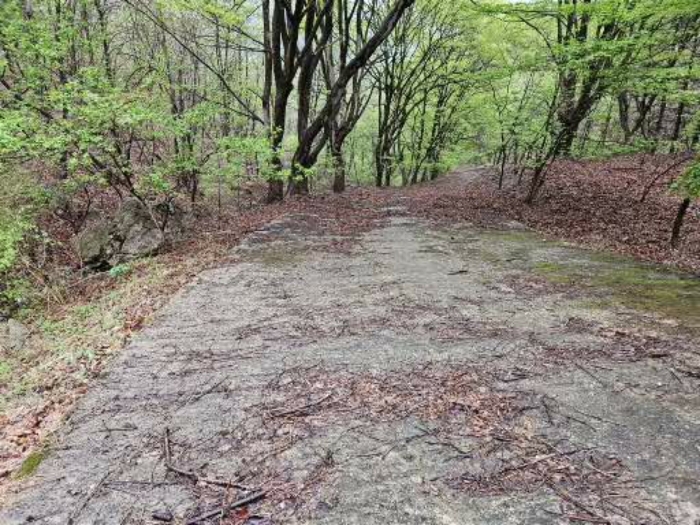 기호 3 서측 임도