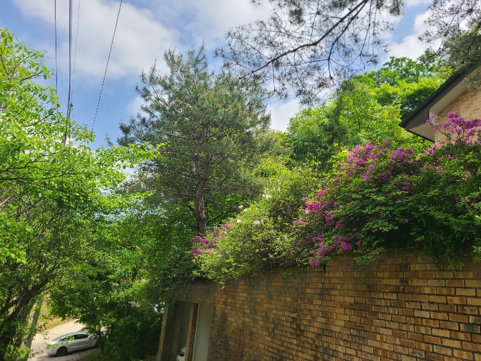 기호1 토지, 조경수 등 전경