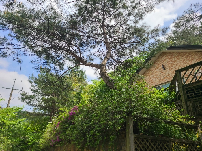 기호1 토지, 기호2 건물(1층 주택), 조경수 등 전경