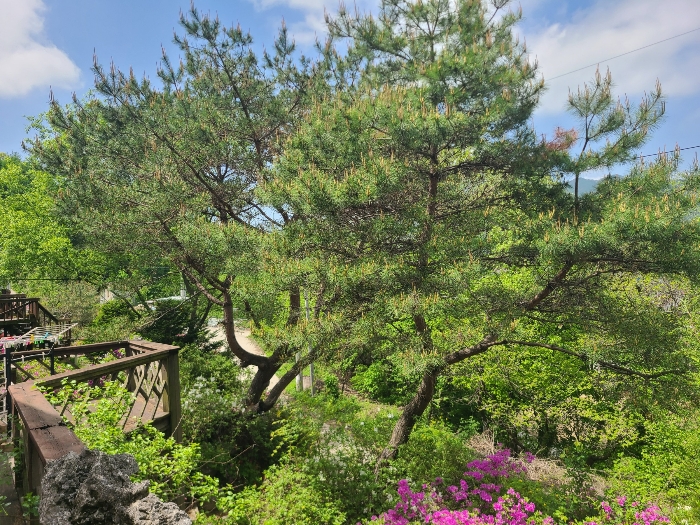 기호1 토지, 조경수 등 전경