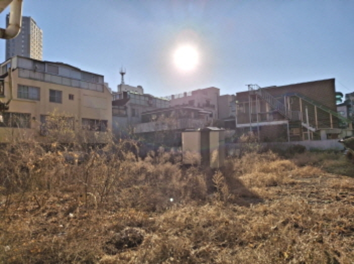 토지 상 제시외 수목 모습3