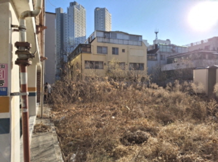 토지 상 제시외 수목 모습4