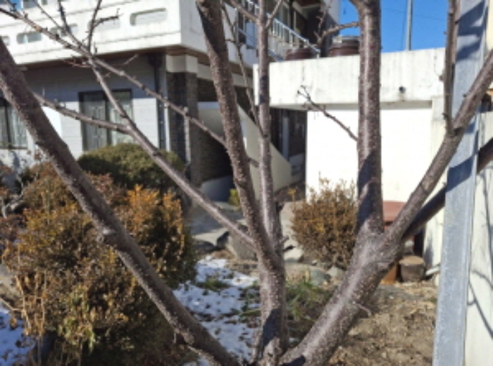 목록2 토지 제시외 수목 모습1