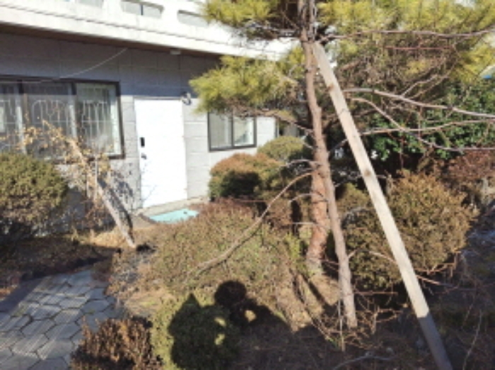 목록2 토지 제시외 수목 모습4