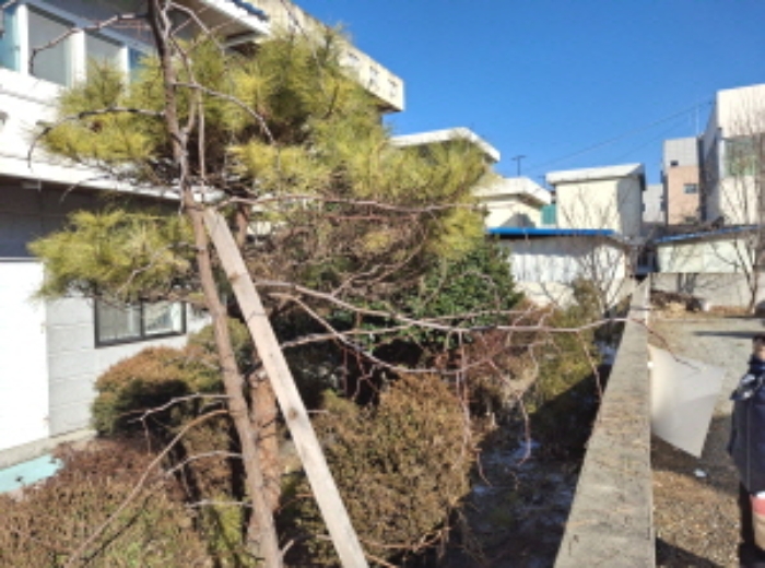 목록2 토지 제시외 수목 모습5