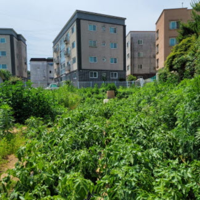 본건 토지 전경(일부 밭으로 이용한 흔적 있음)