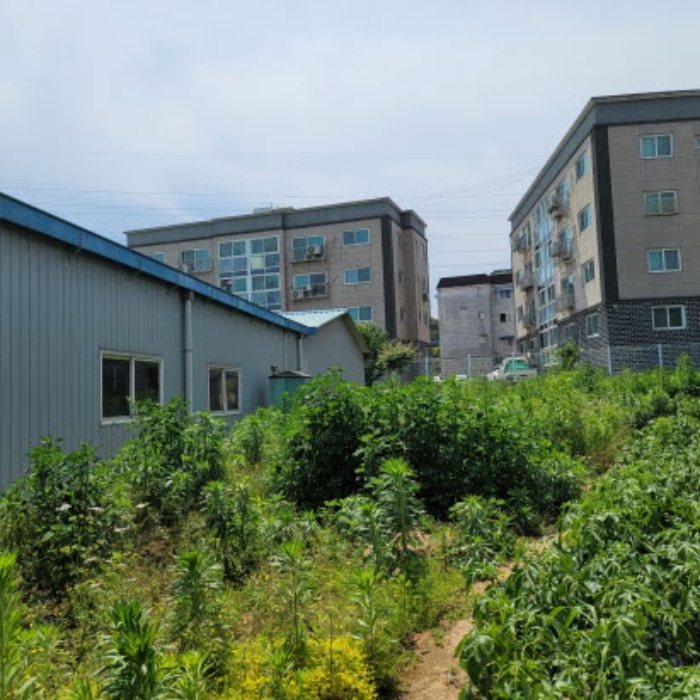 본건 토지 전경(일부 밭으로 이용한 흔적 있음)