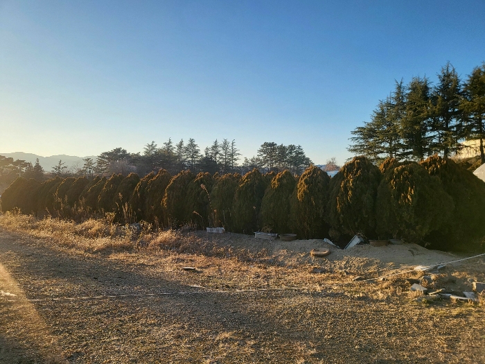 기호(8) 지상 수목