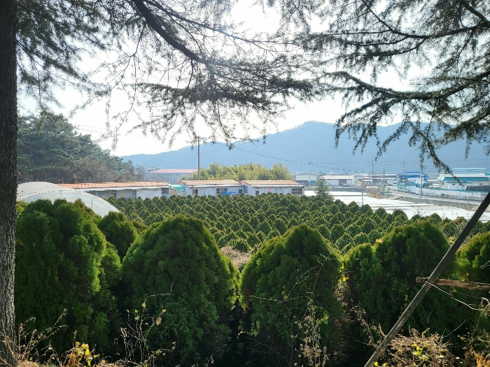 기호(8) 지상 수목