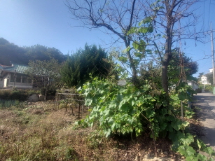 - 본건 토지 전경(진입로 자연대로 기준 하단부)