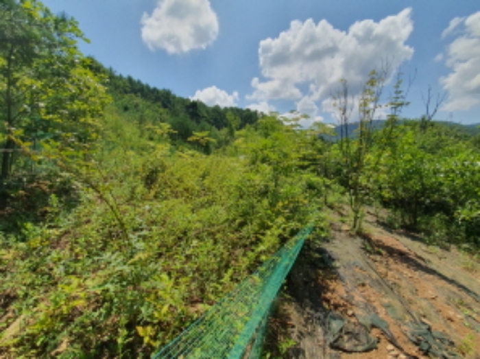 현장사진(목록 7번: 영동리 55-1 토지부근, 복분자등 식재)