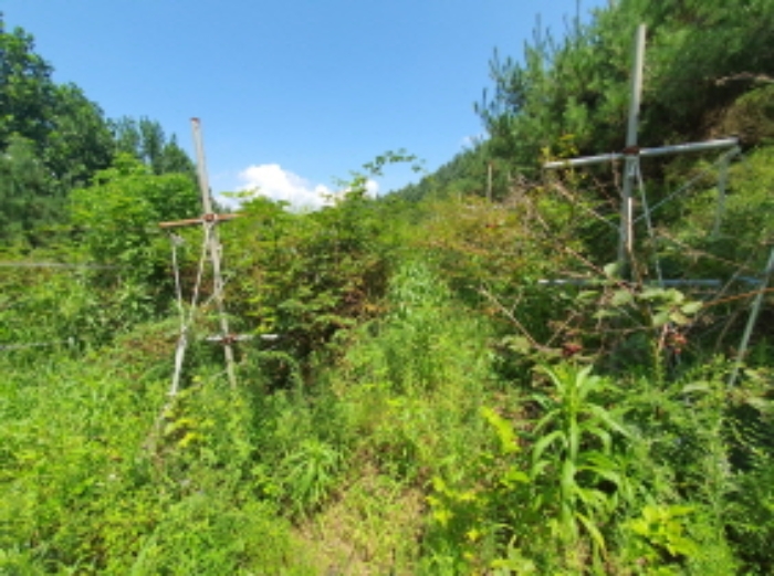 현장사진(목록 7번: 영동리 55-1 토지부근, 복분자등 식재)