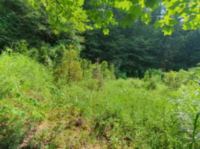 현장사진(목록 5,21번: 영동리 56-1, 산45-8 토지부근)