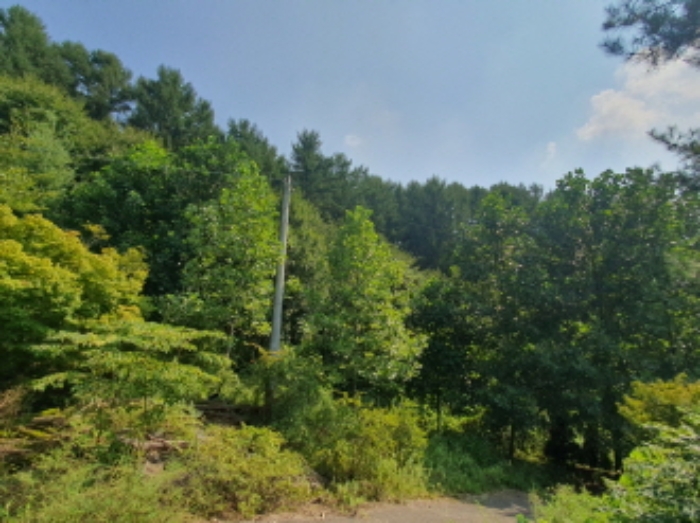 현장사진(목록 5,21번: 영동리 56-1, 산45-8 토지부근)