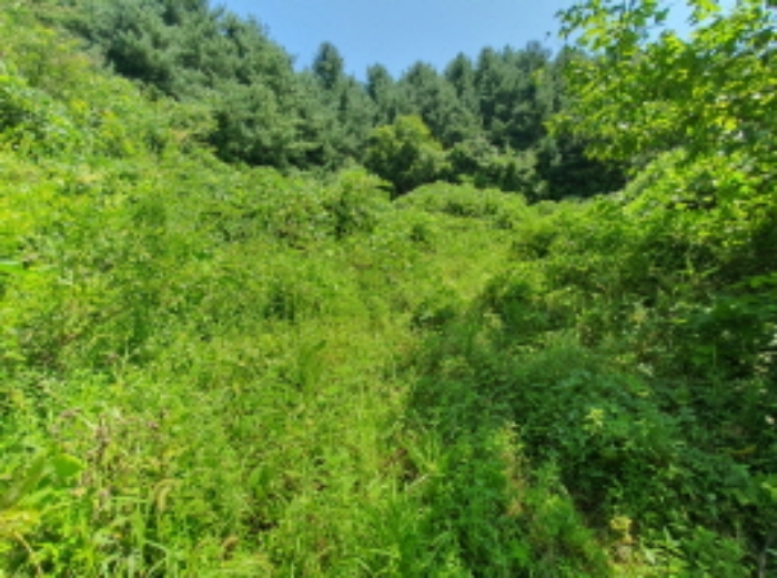 현장사진(목록 8번: 영동리 55 토지부근, 미경작)