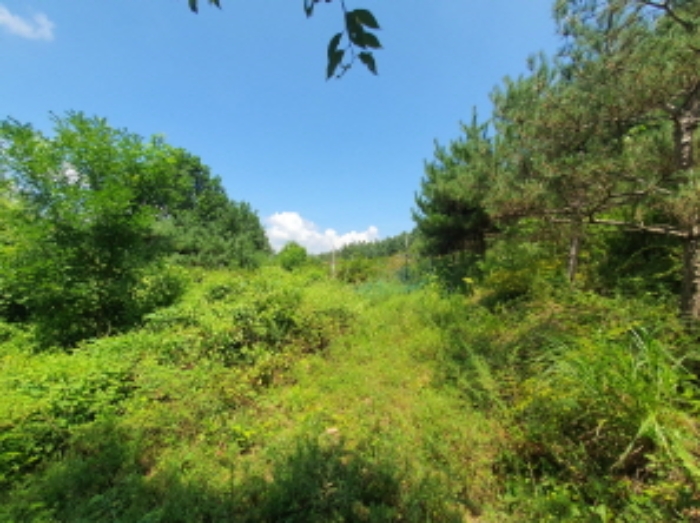 현장사진(목록 7번: 영동리 55-1 토지 부근, 복분자등 식재)