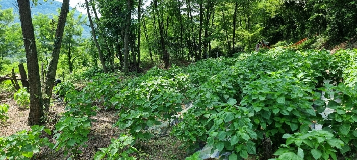 기호(2)토지 전경