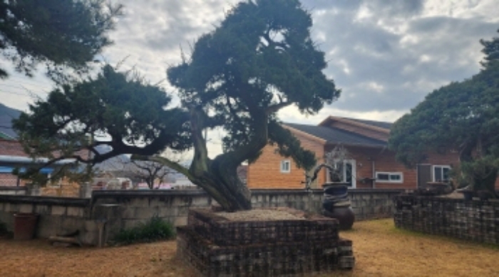 본건 지상 소재 신청외 조경수(향나무)