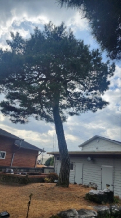 본건 지상 소재 신청외 조경수(소나무)