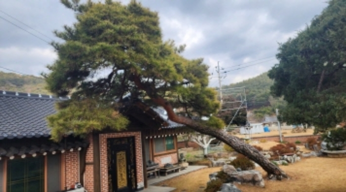 본건 지상 소재 신청외 조경수(소나무)