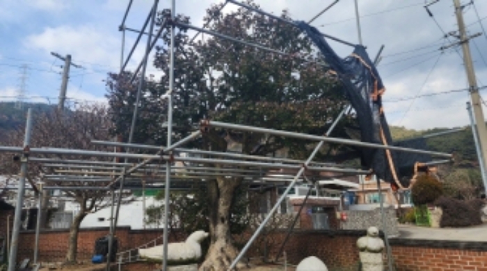 본건 지상 소재 신청외 조경수(동백나무)