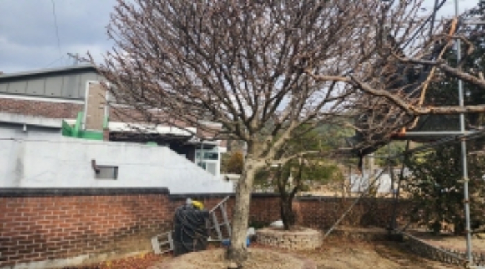 본건 지상 소재 신청외 조경수(화살나무)