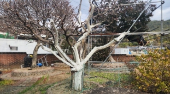 본건 지상 소재 신청외 조경수(매실나무)