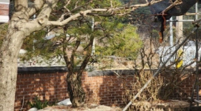 본건 지상 소재 신청외 조경수(소나무)