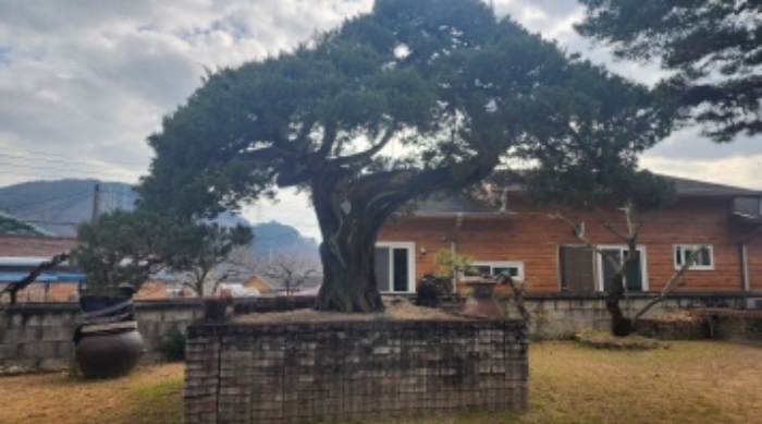 본건 지상 소재 신청외 조경수(향나무)