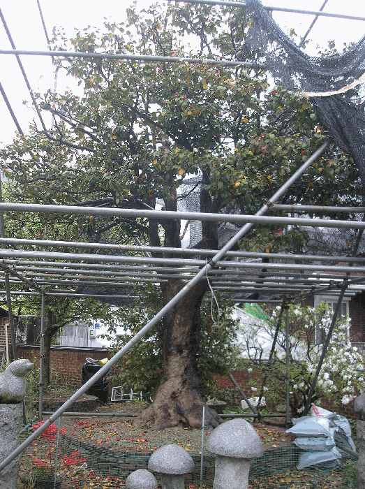 제시외수목11. 동백나무