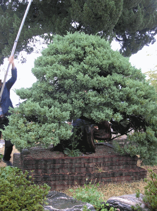 제시외수목5. 향나무
