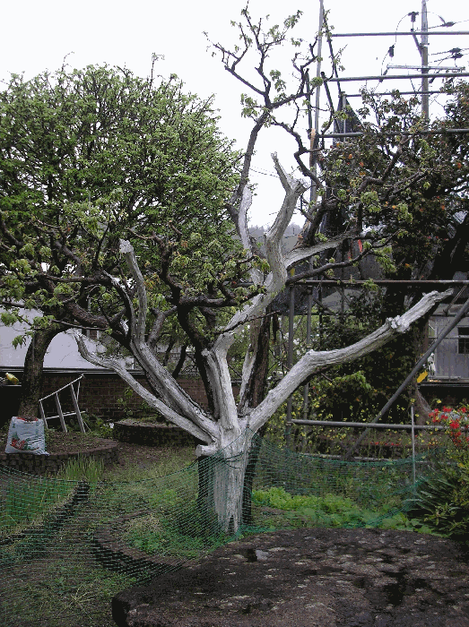 제시외수목15. 매실나무