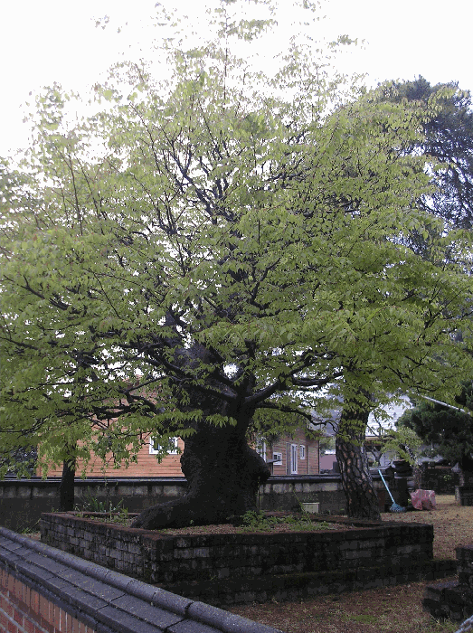 제시외수목2. 느티나무