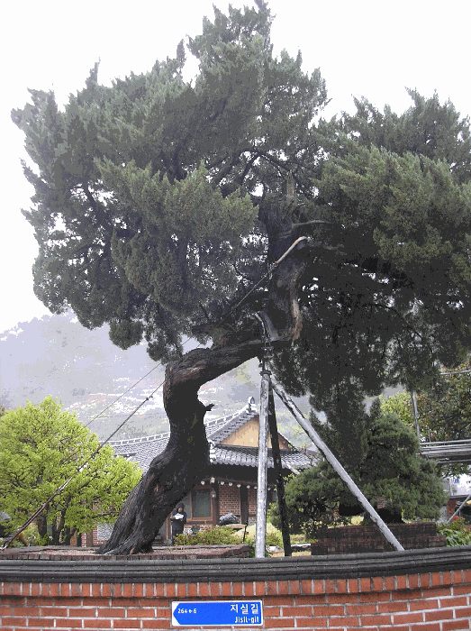 제시외수목1. 향나무